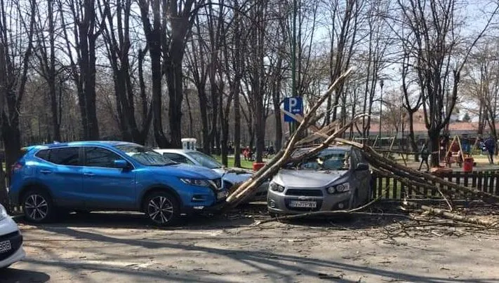 Un copac căzut a avariat patru mașini și a rănit o persoană