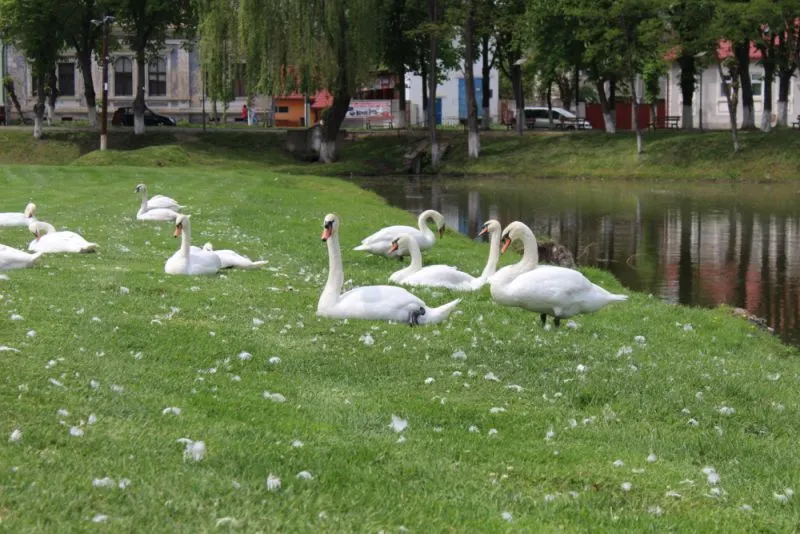 VIDEO Lebedele, atracția lacului de lângă Cetatea Făgăraș