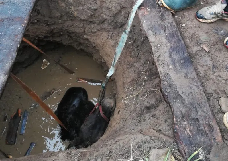 VIDEO+FOTO Cal căzut într-un puț, salvat de pompieri