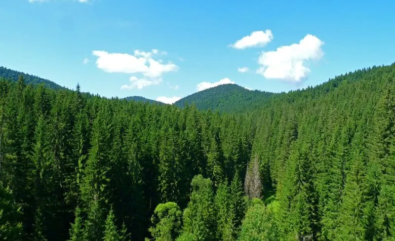 VIDEO Primarul municipiului Săcele a vorbit despre neregulile depistate la Regia Locală a Pădurilor