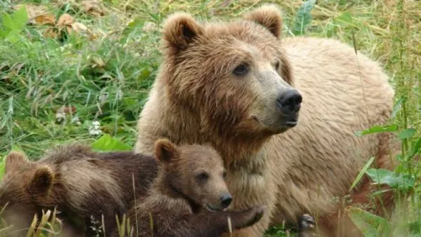 Un pui de urs a căzut, aseară, într-o fântână din Teliu