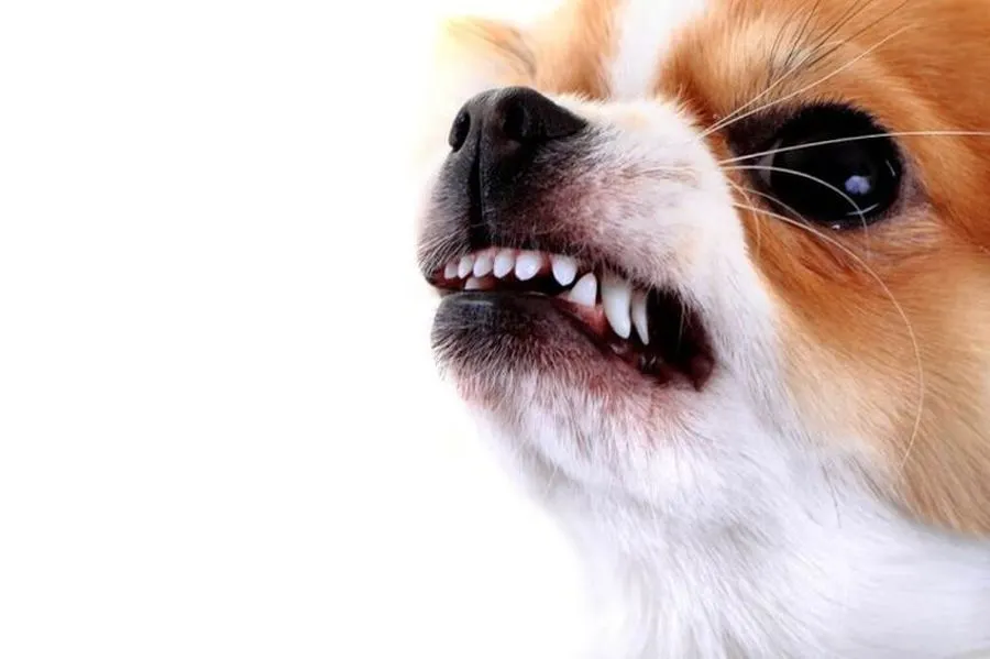 Femeie mușcată de câine! Dosar penal pentru stăpânul animalului