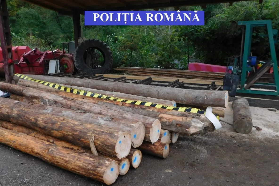 Lemn deținut ilegal, la Maieruș! Amendă de 3.000 de lei