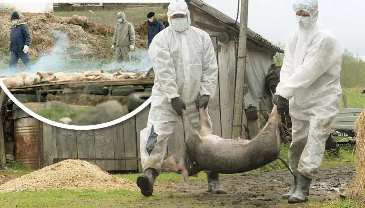 Măsuri STRICTE după confirmarea pestei porcine africane la Brașov!
