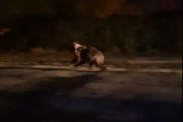 VIDEO Urs filmat, azi-noapte, la Făgăraș