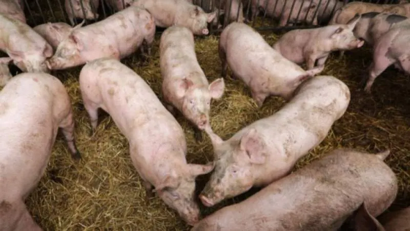 Pericol major în cazul focarului de pestă porcină africană de la Codlea! Peste 200 de porci morți!