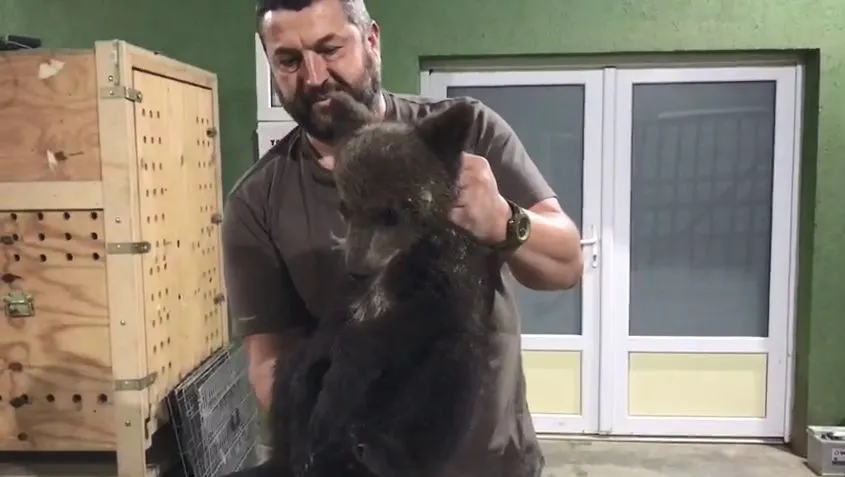 VIDEO Pui de urs adus la sanctuarul de la Zărnești în stare critică