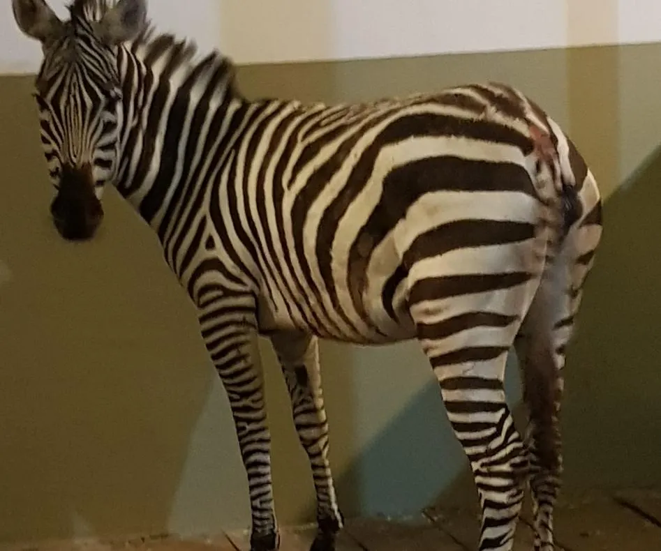 Prima zebră din istoria Zoo Brașov poate fi admirată!