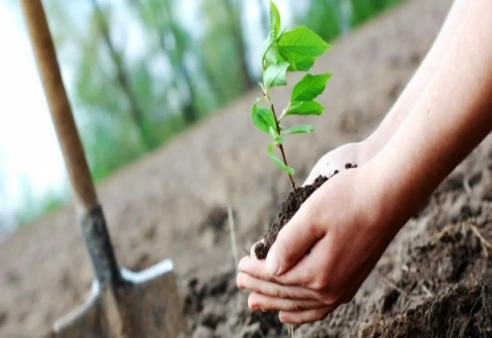 Acțiune de plantare de arbori în cartierul Noua