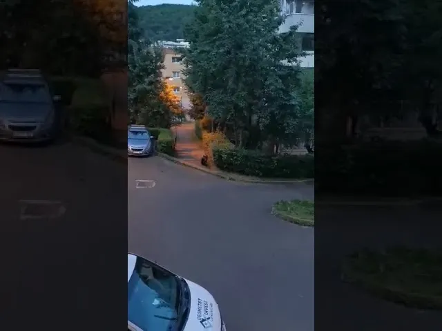 VIDEO Urs printre maşini, în Răcădău!