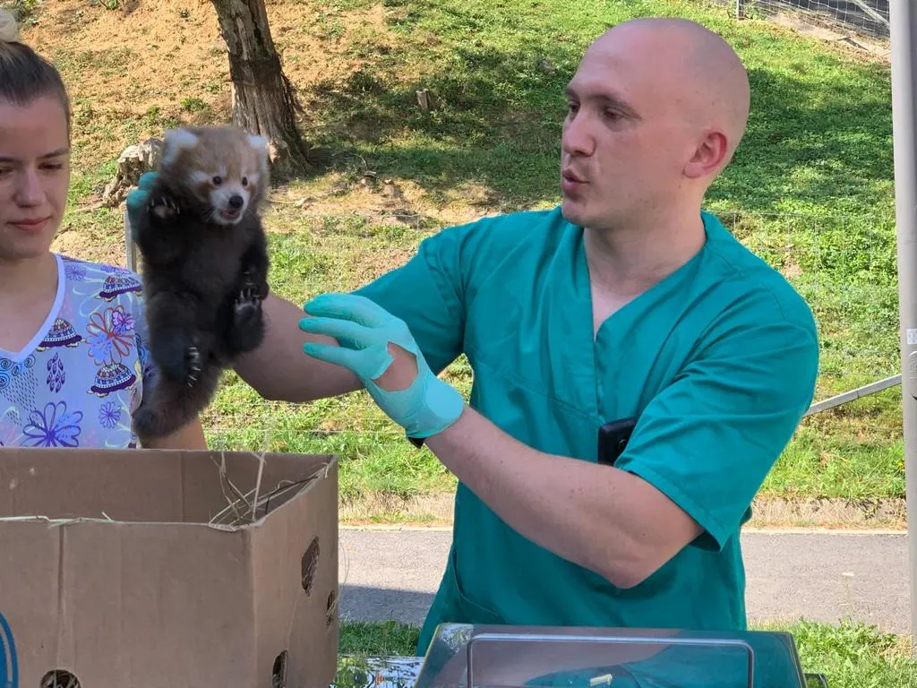 FOTO+VIDEO De astăzi, la Zoo Braşov puteți admira singurii pui de panda roşu din România