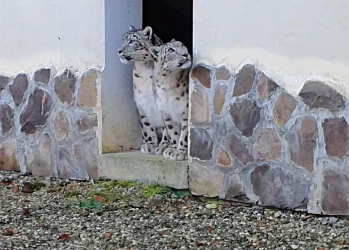 VIDEO Două noi "vedete" pot fi admirate, de mâine, la Zoo Brașov