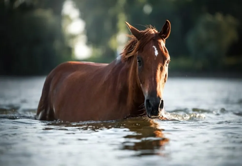 Polițiștii atrag atenția! Operațiile estetice la animale constituie infracțiune!