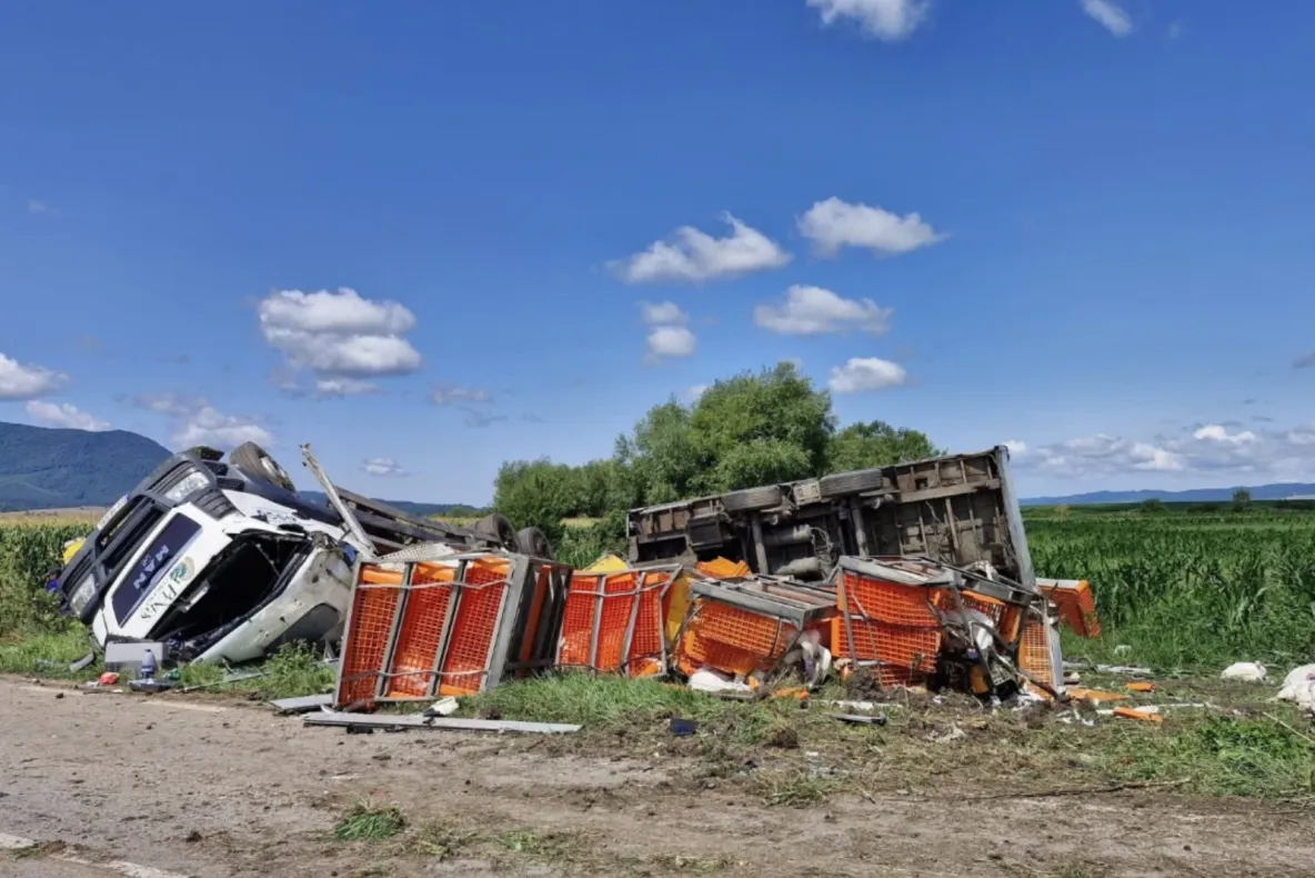 Accident neobișnuit în județul Brașov. Un TIR plin de curcani s-a răsturnat, iar zeci de păsări au invadat șoseaua