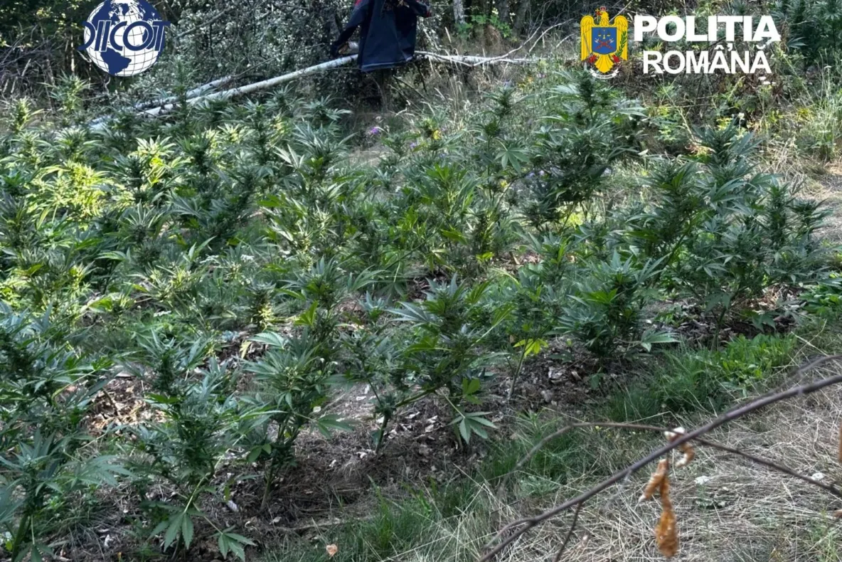 Rețea de traficanți de canabis, destructurată de DIICOT la Brașov: Șapte tineri au ajuns în spatele gratiilor. Cel mai mic are 15 ani