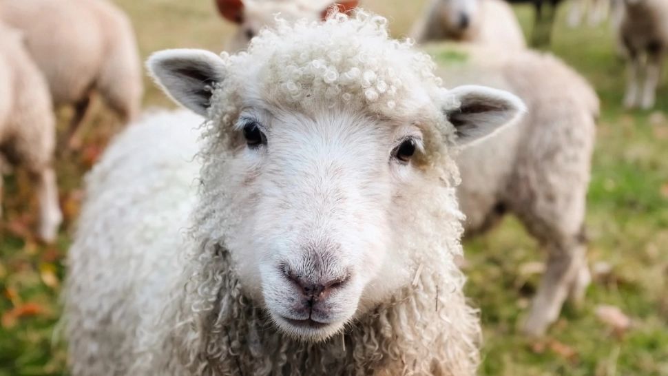 Cât va ajunge să coste mielul de Paște? Fermierii au mărit prețul, odată cu creșterea cererii
