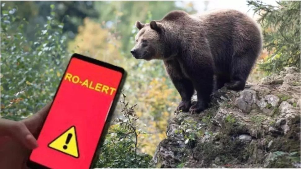 Urs eutanasiat la Râșnov după intrări repetate în gospodării
