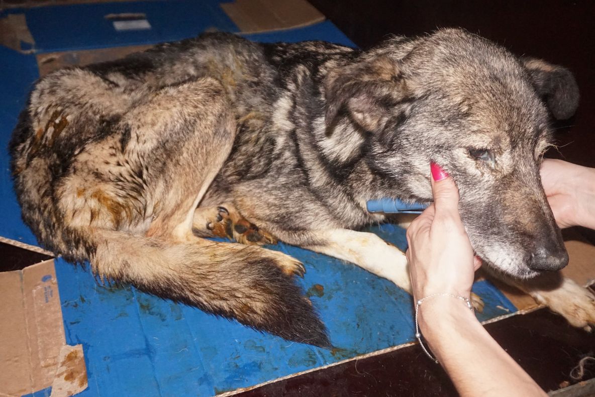 FOTO + VIDEO Descindere a autorităţiilor în adăpostul unde au fost lăsaţi să moară zeci de câini