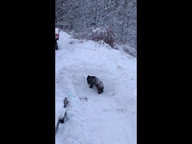 VIDEO - Un ursuleț jucăuș a fost atracția turiștilor de la un restaurant din Predeal