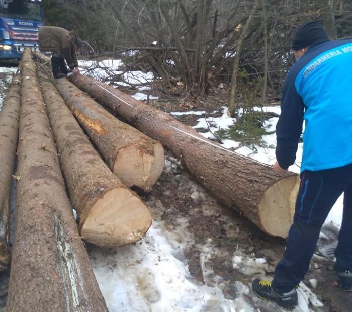 Material lemnos abandonat, găsit de jandarmi