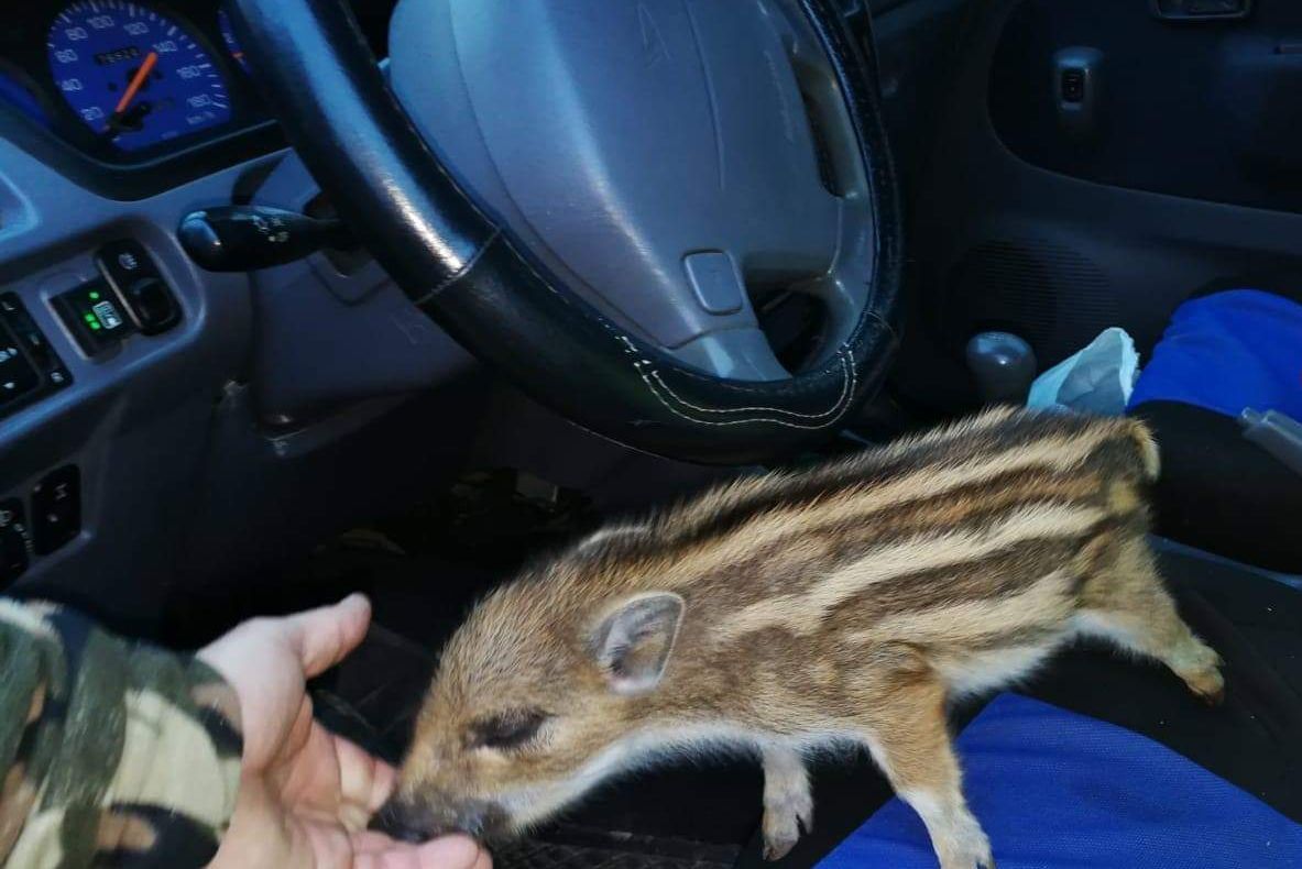 Pui de porc mistreţ salvat de jandarmii montani