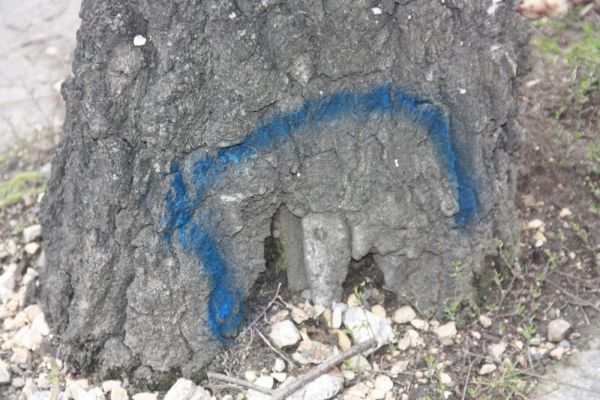 MAREA DEFRIȘARE Reprezentanții Primăriei Brașov explică de ce au fost tăiați copacii de pe strada Hărmanului (FOTOGALERIE)