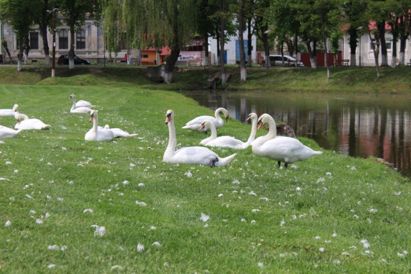 VIDEO Lebedele, atracția lacului de lângă Cetatea Făgăraș