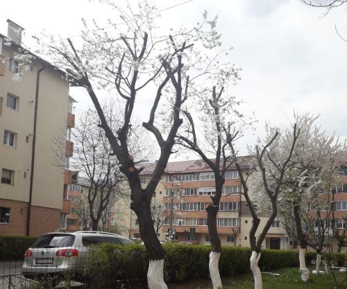 VIDEO Ce au declarat reprezentanții Primăriei Brașov despre tăierile de arbori din municipiu?