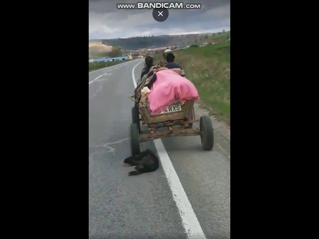 IMAGINI ŞOCANTE! Câine legat de căruță și târât pe asfalt