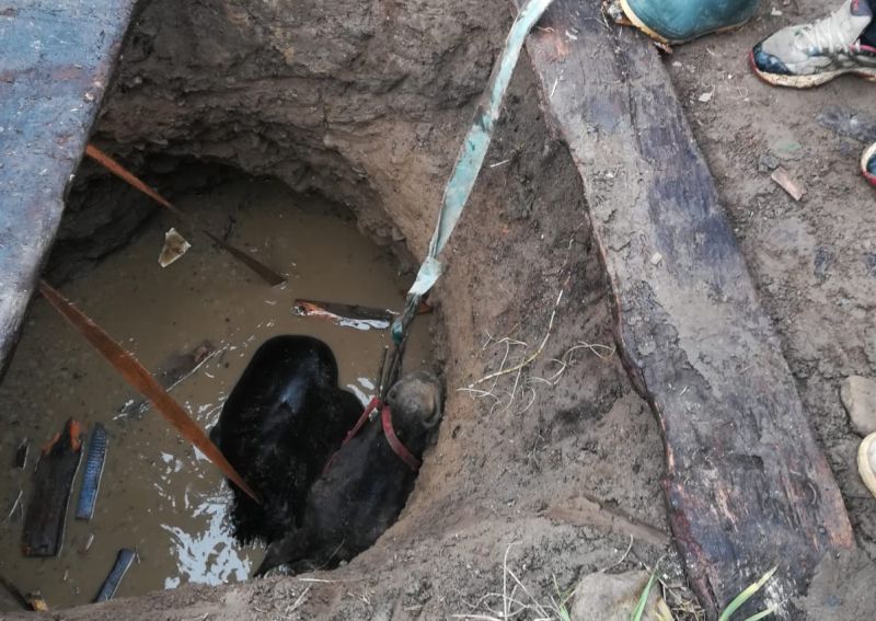 VIDEO+FOTO Cal căzut într-un puț, salvat de pompieri