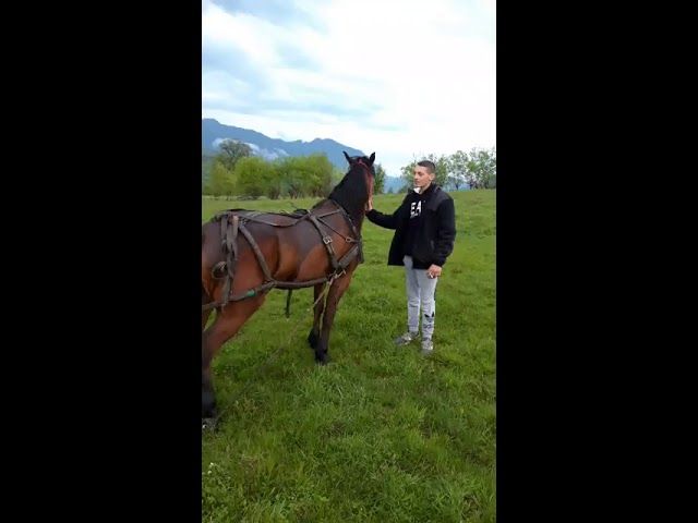 VIDEO - Un nou caz de violență împotriva animalelor