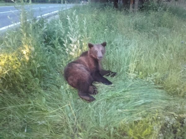 VIDEO+FOTO Urs lovit de mașină, pe DN1, la ieșirea din Brașov