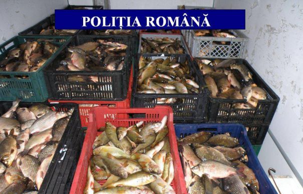 VIDEO Pește impropriu consumului, confiscat în cantități uriașe, după sute de percheziții
