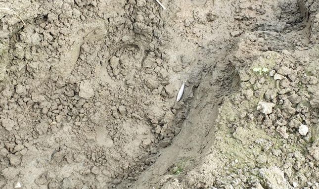 Pești morți pe râul Olt, în zona Augustin-Apața (FOTO)