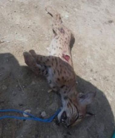 Un nou caz revoltător de violență împotriva animalelor! Pui de râs, omorât după ce a fost chinuit