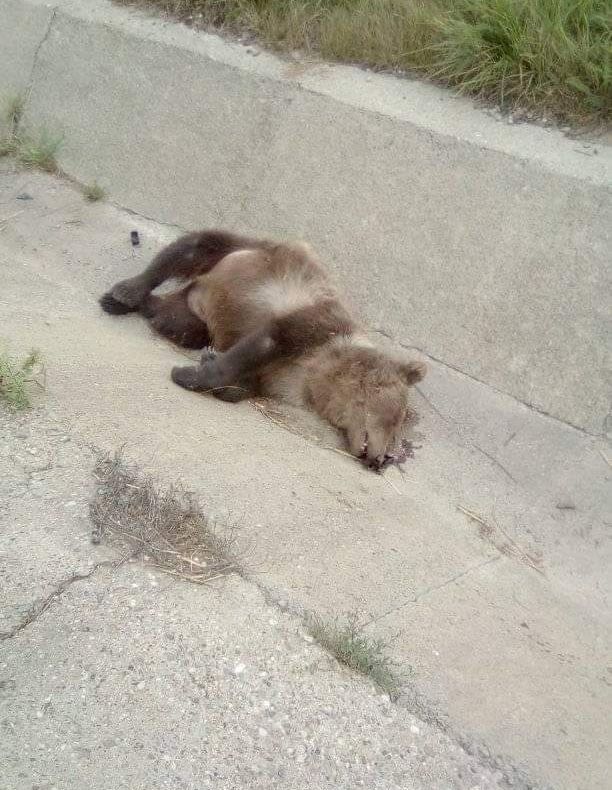 Peisaj macabru pe DN1! Ursuleț în stare de putrefacție