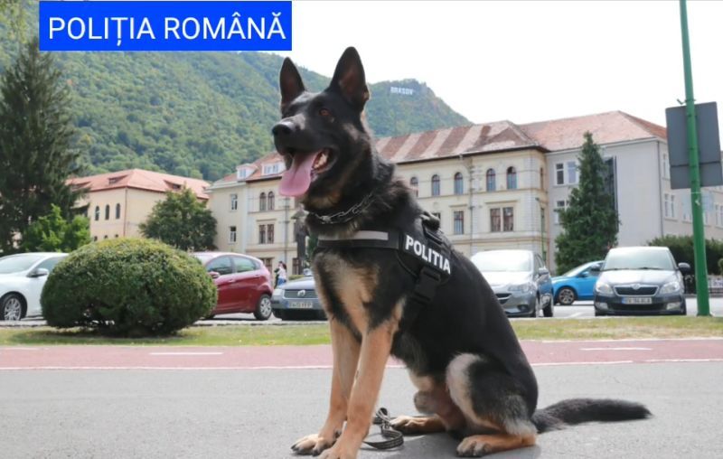 VIDEO Poliția a scos câinii pe străzile Brașovului