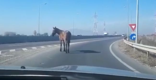 VIDEO Pericol, în trafic, la Brașov! Cal pe Ocolitoare