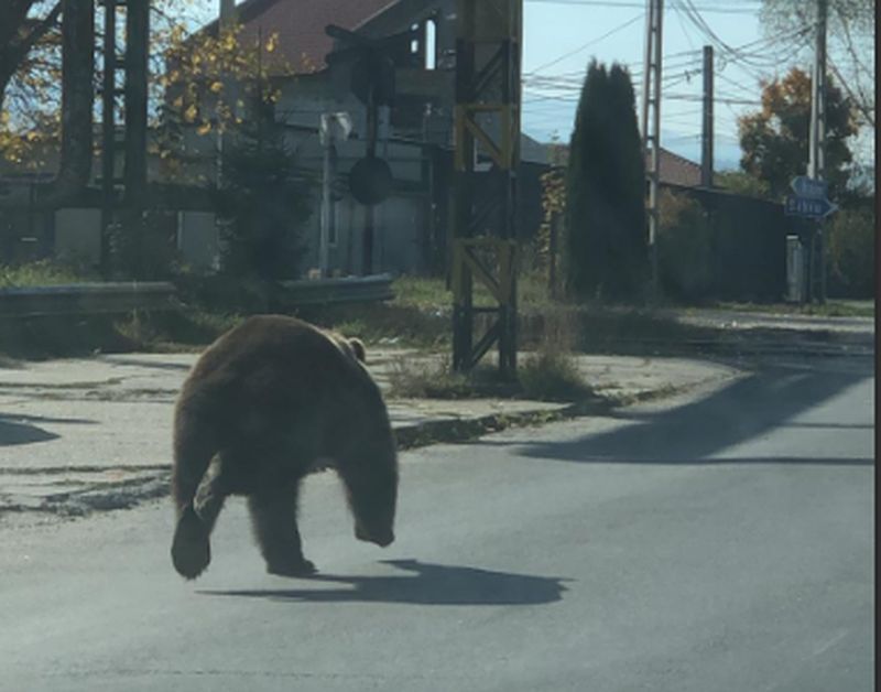 Primele declarații ale persoanelor atacate de urs, la Victoria! Imagini de la locul incidentului