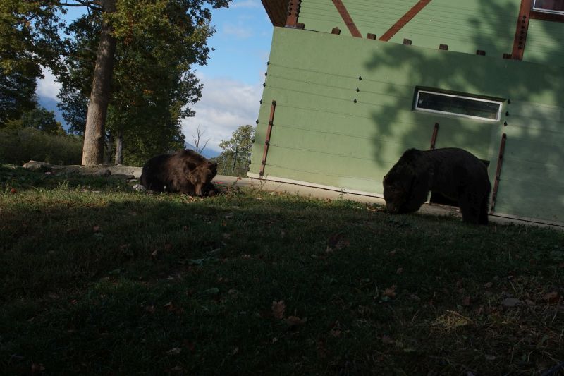 VIDEO+FOTO Chinuite 24 de ani la circ, două ursoaice au, în sfârșit, o viață normală, la Sanctuarul Libearty
