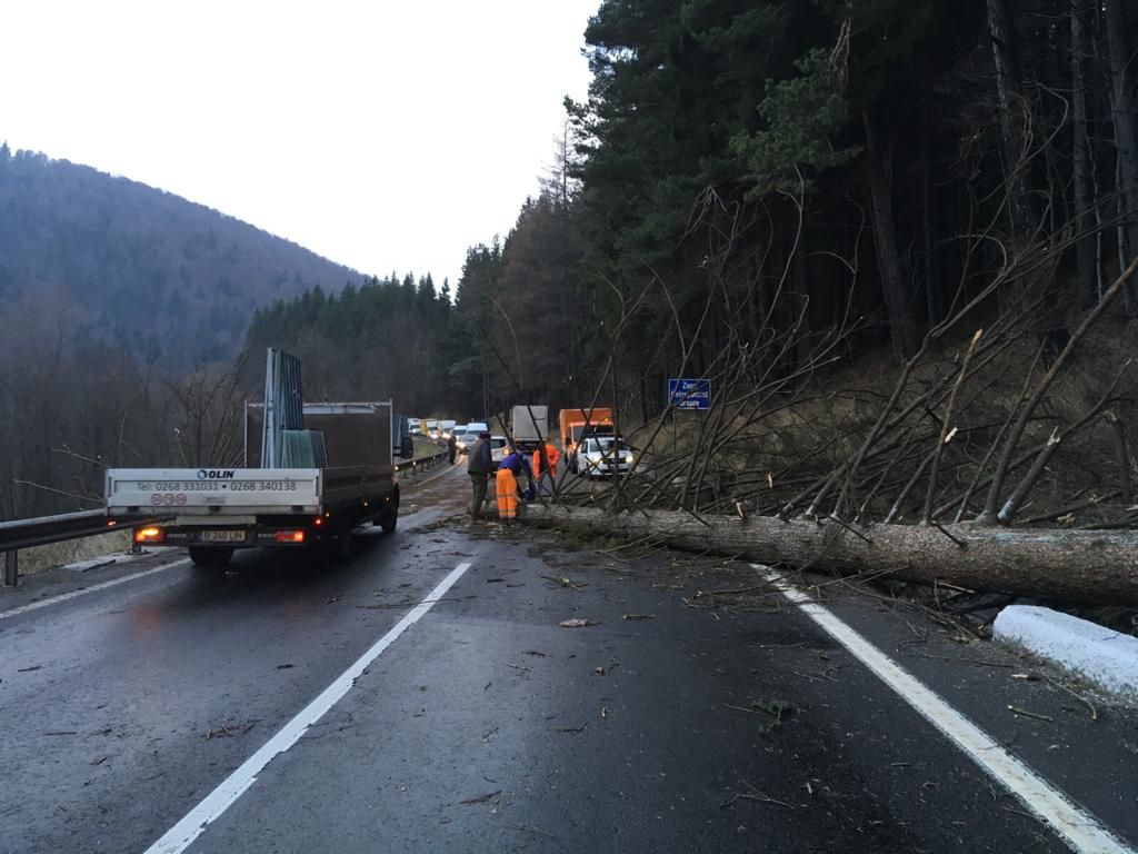 Trafic îngreunat din cauza unor copaci căzuţi pe carosabil