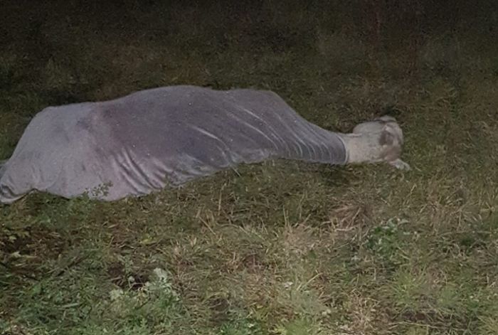 Cal salvat de la moarte (FOTO)