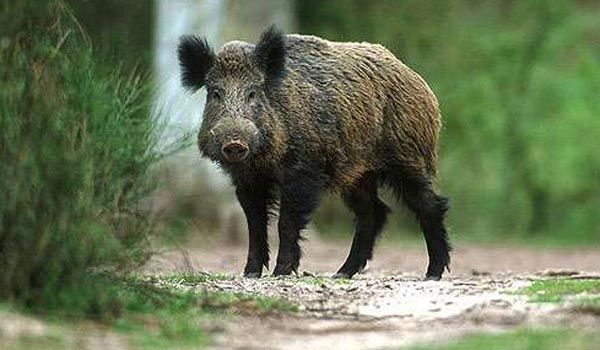 La Braşov, mistreţii sunt loviţi de maşini