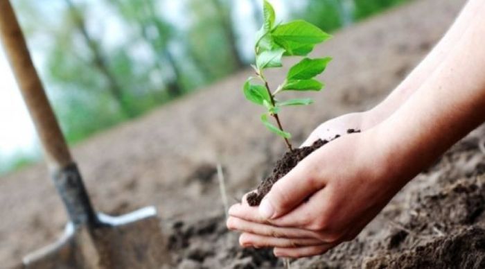 Copiii iau parte, mâine, la o acțiune de plantare de copaci