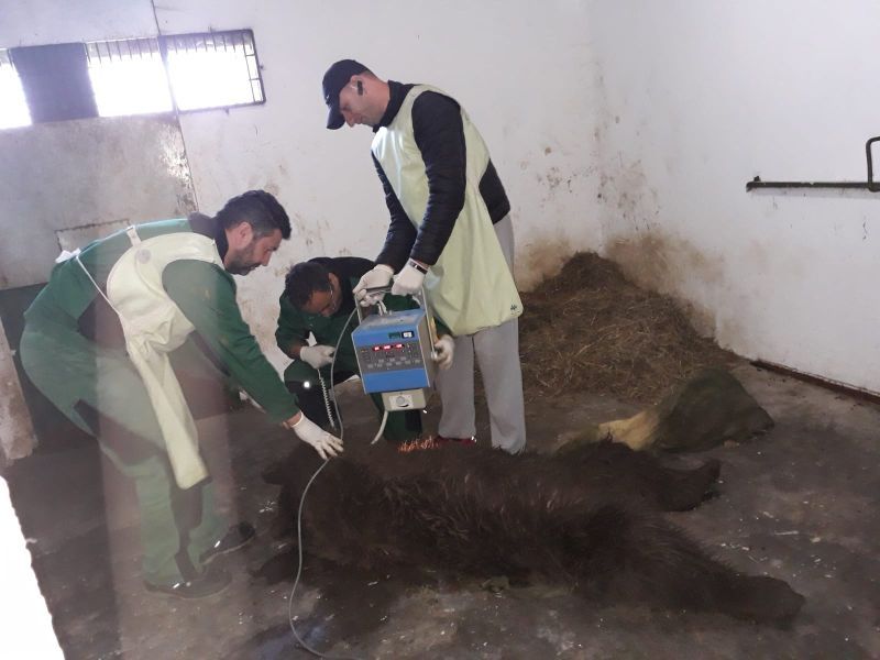 VIDEO Un urs rănit grav de mașină este îngrijit, acum, la Sanctuarul Libearty Zărnești