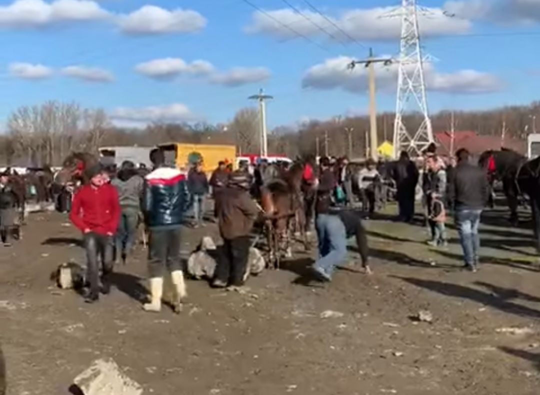 VIDEO Zeci de cai bătuţi crunt, chiar sub ochii autorităţilor