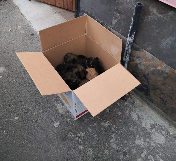 Apel disperat al Asociației Milioane de Prieteni!