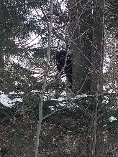 VIDEO Urs pe pârtie, acum, la Predeal!