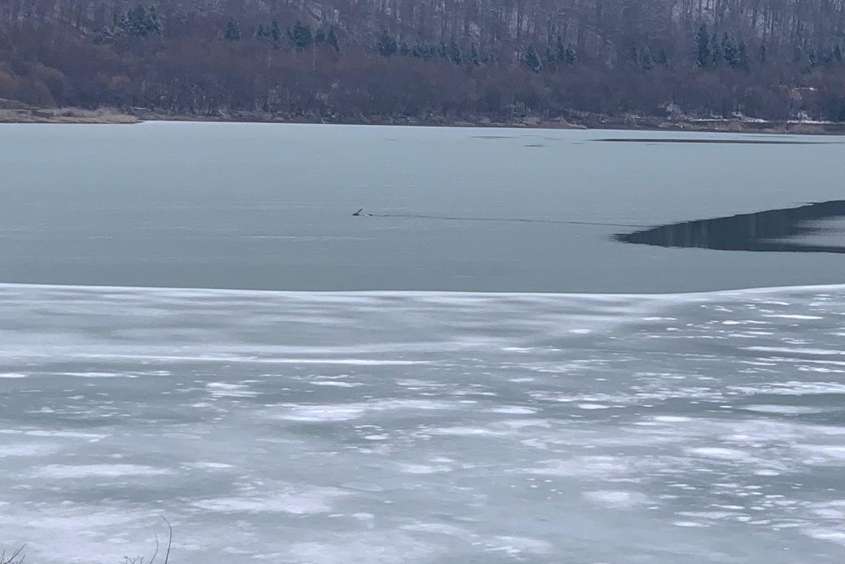 VIDEO+FOTO Cerb căzut în lacul de la Tărlung