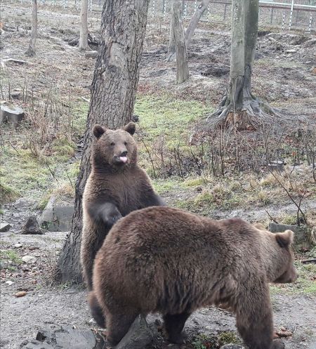 Activități inedite, mâine, la Zoo Brașov